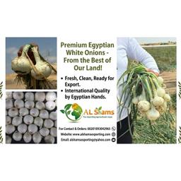 WHITE ONION - Wholesale Agriculture, Food & Beverage