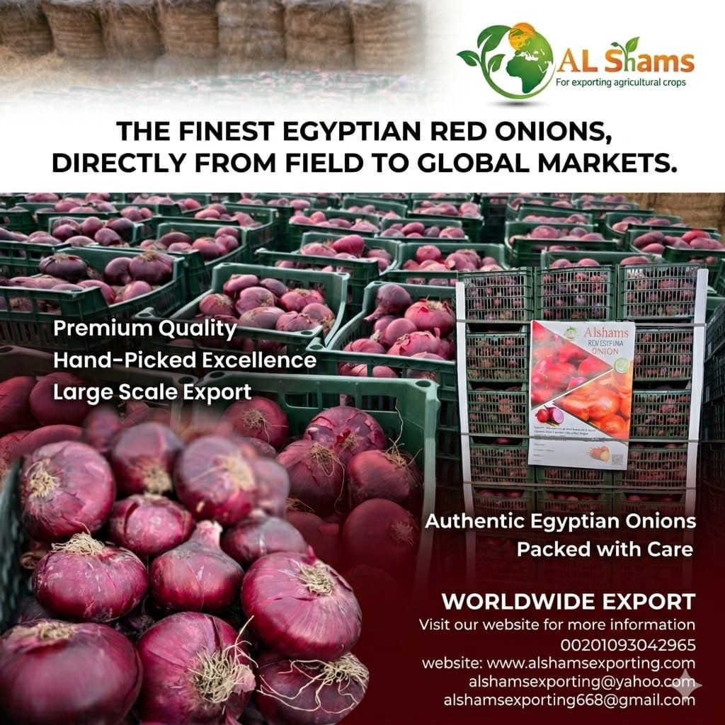 fresh red onion  - Wholesale Agriculture, Food & Beverage