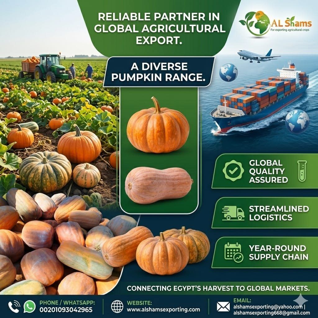 premium pumpkins   - Wholesale Agriculture, Food & Beverage