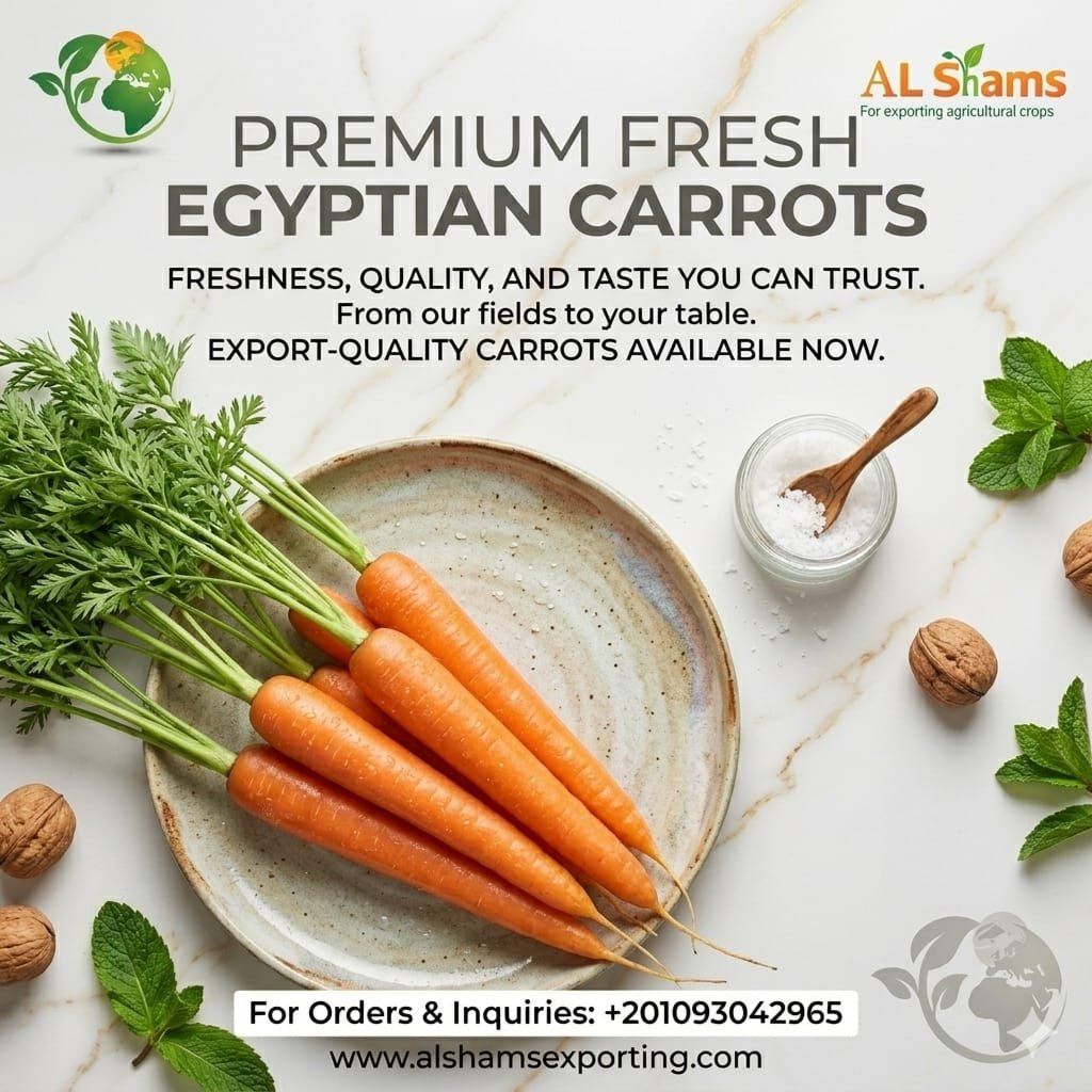 FRESH CARROT - Wholesale Agriculture, Food & Beverage