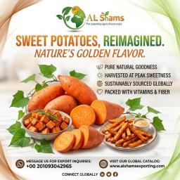 SWEET POTATO - Wholesale Agriculture, Food & Beverage