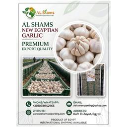 fresh garlic - Wholesale Agriculture, Food & Beverage