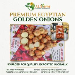golden onion - Wholesale Agriculture, Food & Beverage