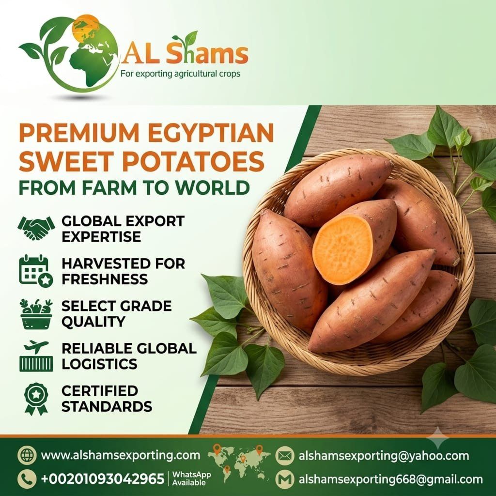 SWEET POTATO  - Wholesale Agriculture, Food & Beverage
