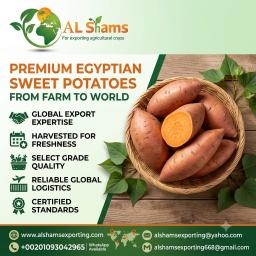 SWEET POTATO - Wholesale Agriculture, Food & Beverage