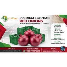 RED ONION - Wholesale Agriculture, Food & Beverage
