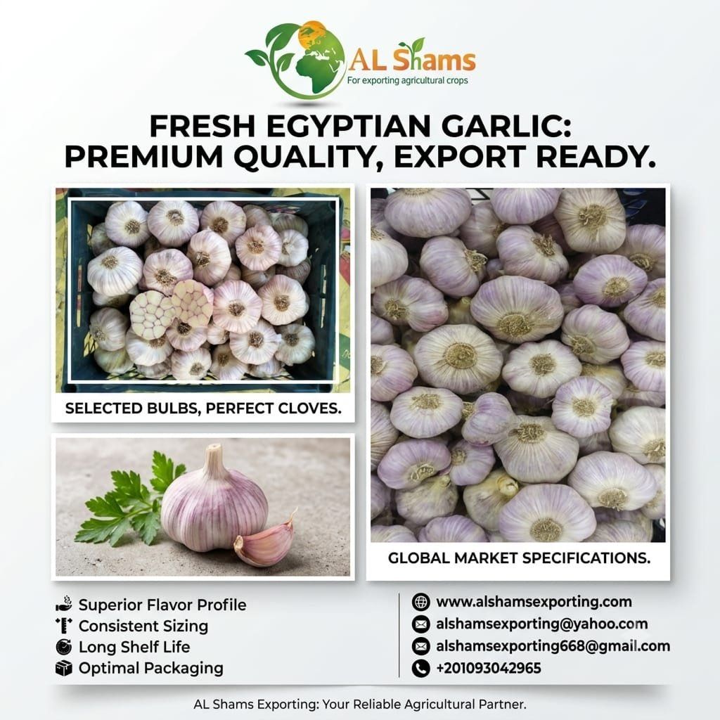 FRESH GARLIC  - Wholesale Agriculture, Food & Beverage