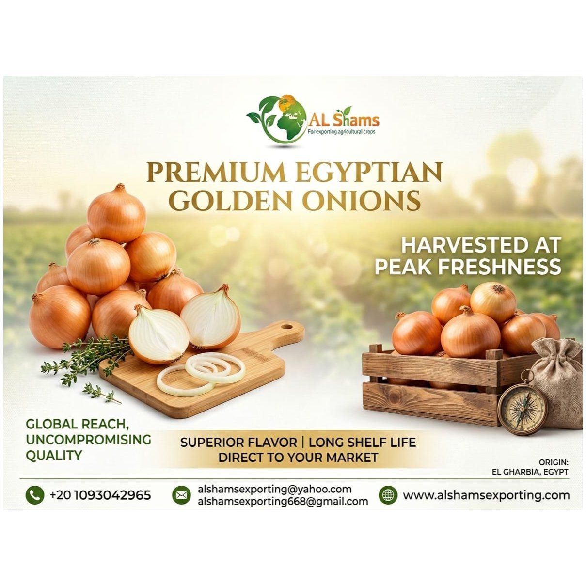 fresh golden onion  - Wholesale Agriculture, Food & Beverage