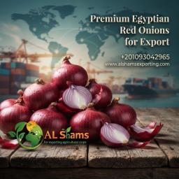 RED ONION - Wholesale Agriculture, Food & Beverage