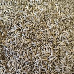 Cumin Seed